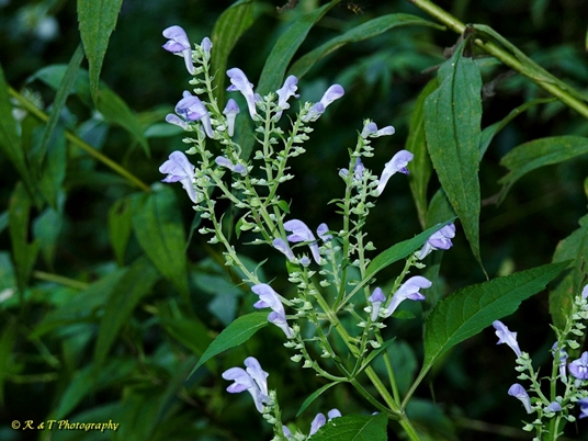 {Scutellaria incana var. punctata}